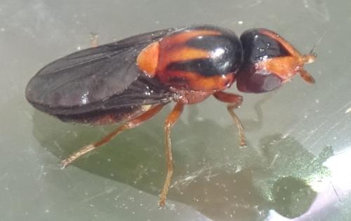 Capnoptera scutata